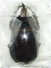 golofa pizarro mâle A1 Forme noire 40 mm