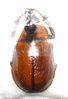 Golofa xiximeca mâle A1 35 mm