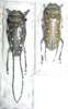 Batocera frenchi couple A1 (M. 51+mm)