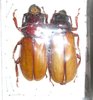 Archetypus fulvipennis couple A1 (M. 34 mm)