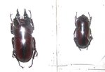 Prosopocoilus natalensis couple A1 (M. 35+ mm)