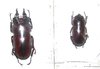 Prosopocoilus natalensis couple A1 (M. 35+ mm)