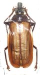 Macrodontia flavipennis A1 female 61+ mm