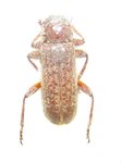 Hesperophanes cinereus A1 male