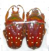 Stephanorrhina adelpha molleti A1 pair