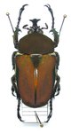 Compsocephalus (Stephanocrates) keillandi mâle A1  34 mm