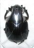 Heliocopris marshalli mâle A1  41 mm