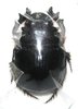 Heliocopris alatus A1 male 37 mm