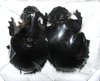 Heliocopris andersoni couple A2 (mâle 50+ mm)