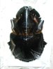 Heliocopris andersoni A1/A- male 54+ mm