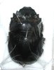Heliocopris andersoni femelle A1 47 mm