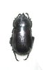 Rhyzoplatodes castaneipennis mâle A1  24 mm