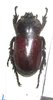 Rhyzoplatodes castaneipennis mâle A- 21 mm