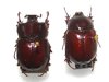 Phyllognathus orion A1 pair (M. 18 mm)