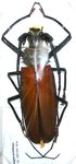 Callipogon (Enoplocerus) armillatus mâle  A1 103 mm