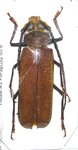 Callipogon jaspideus A1 male 52 mm