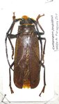 Callipogon jaspideus mâle A- 50 mm