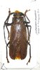 Callipogon jaspideus A- male 50 mm