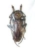 Phrynetopsis variegata mâle A-