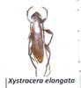Xystrocera elongata mâle A2