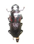Aegognathus similis A1 male 19 mm