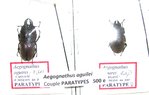 Aegognathus aguirei couple A1/A-  PARATYPES  (MA- 21 mm)