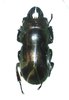 Odontolabis invitabilis mâle A1 30 mm