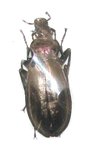 Chrysocarabus lineatus basilicus dark form A1 female